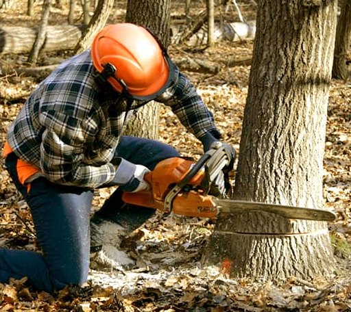 Tree Removal in Sparrow Bush, NY